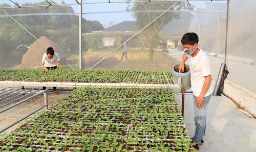 Hanoi baut und entwickelt Smart Farming - ảnh 1