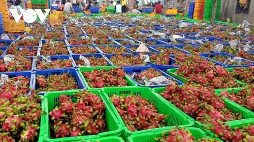 Hygienisches Anbaumodell der Drachenfrüchte ändert Denkweise der Bauern in Tien Giang - ảnh 1