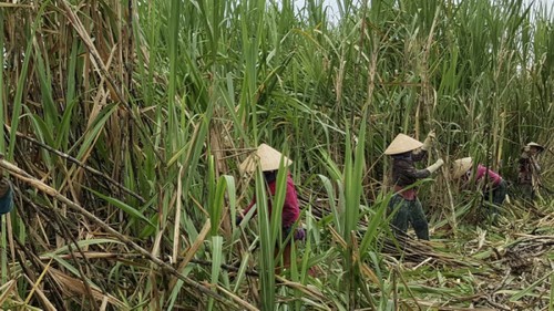 Die Bauern von Hau Giang freuen sich über eine gute Zuckerrohrernte - ảnh 1