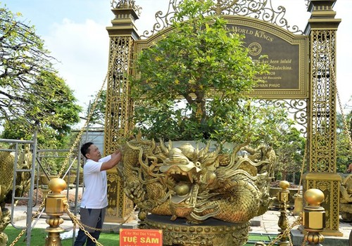 Weltrekord für die Kollektion von zehn Aprikosenbäume in Dong Thap - ảnh 1