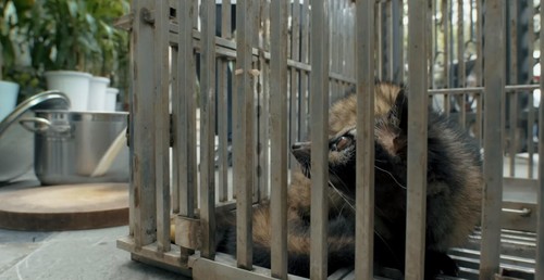 Präsentation des Medienfilms „Krankheitsrisiken durch den Konsum von Wildtieren“ - ảnh 1