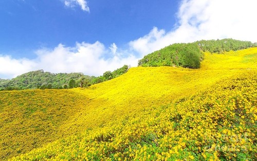 Prächtige Saison von mexikanischen Sonnenblumen in den Bergen - ảnh 2