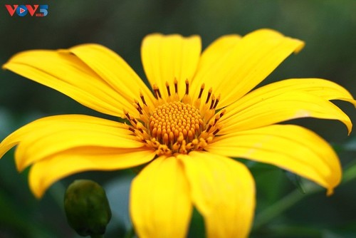 Prächtige Saison von mexikanischen Sonnenblumen in den Bergen - ảnh 11