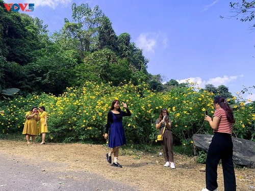 Prächtige Saison von mexikanischen Sonnenblumen in den Bergen - ảnh 15