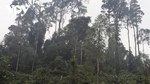 Die Mong in Yen Bai schützen die Wälder - ảnh 1