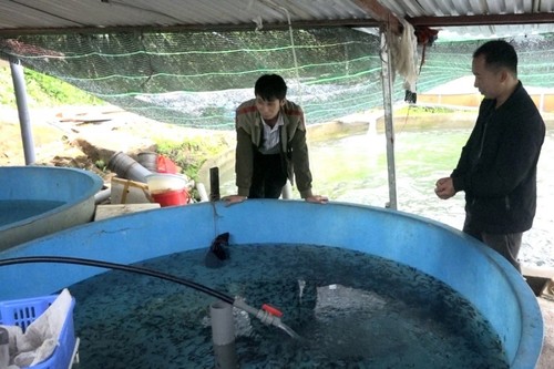 Die Zucht von Kaltwasserfischen im Kreis Tam Duong in der Provinz Lai Chau - ảnh 1