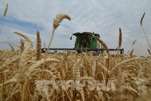 Russland will den Export von Getreide unter bestimmten Bedingungen fortsetzen - ảnh 1