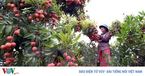 Vietnam becomes world’s second largest lychee exporter  - ảnh 1