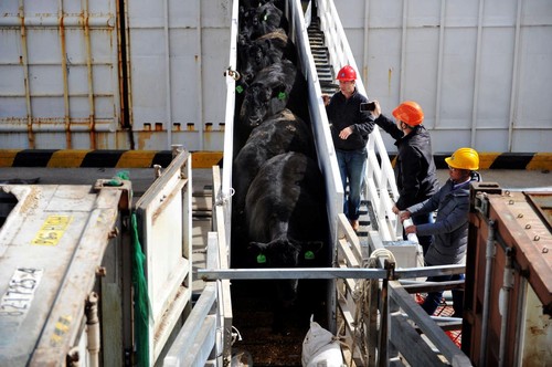 China suspends Australian beef imports from four abattoirs - ảnh 1