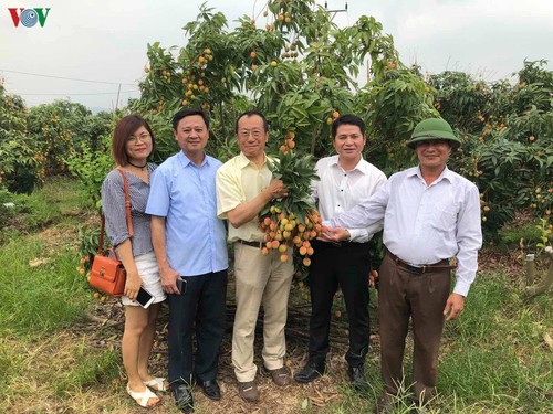 Vietnamese fresh lychees arrive in Japan  - ảnh 1