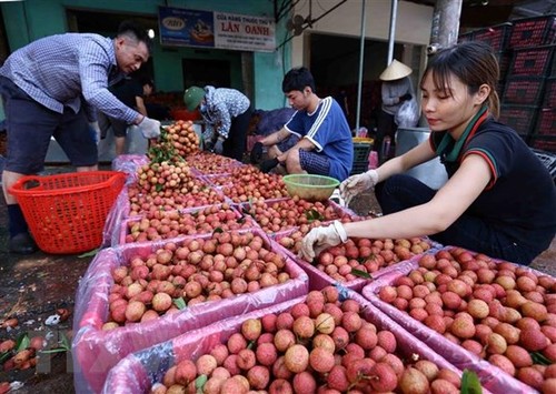 Vietnam to export 100 tonnes of lychees to Australia - ảnh 1