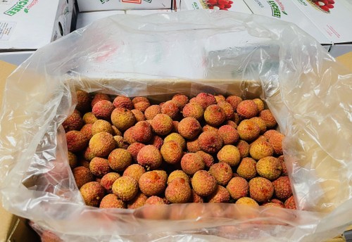 Vietnamese fresh lychees sell for 30 AUD per kilo in Australia - ảnh 1