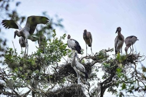 Government takes action to protect wild birds - ảnh 1