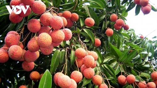 Hai Duong promotes sales of Thanh Ha lychee, typical products - ảnh 1