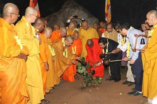 Sapling from world's longest-living Bodhi tree planted at Bai Dinh pagoda - ảnh 1