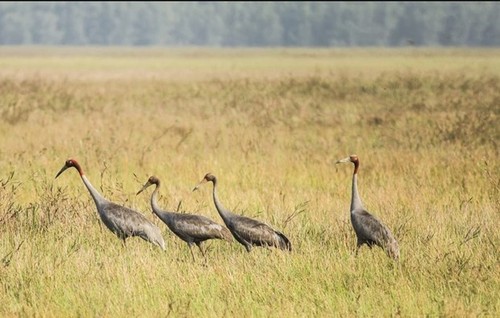 Red-crowned cranes return to Tram Chim National Park - ảnh 1