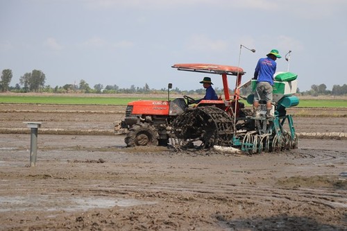 Mekong Delta launches low-emission, high-quality rice farming model - ảnh 1
