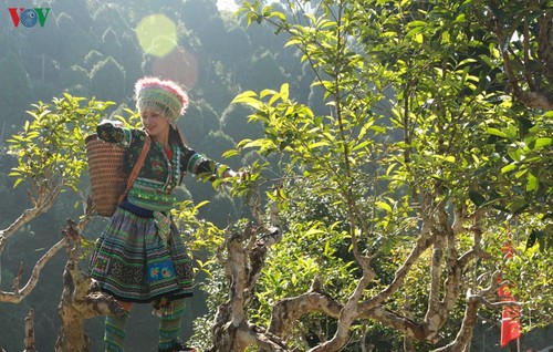 ชา Shan tuyết Suối Giàng-หนึ่งในเอกลักษณ์แห่งป่าเขาทางตอนเหนือ - ảnh 1