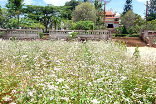 เมืองดาลัดได้รับการยกย่องเป็น 1 ใน 10 สถานที่ชมดอกไม้ที่สวยงามอันดับต้นๆ ของโลก - ảnh 6