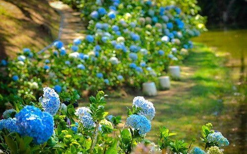 เมืองดาลัดได้รับการยกย่องเป็น 1 ใน 10 สถานที่ชมดอกไม้ที่สวยงามอันดับต้นๆ ของโลก - ảnh 2