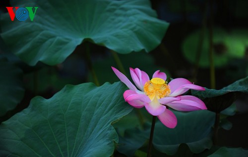 Charming lotus blossoms in Hue - ảnh 5