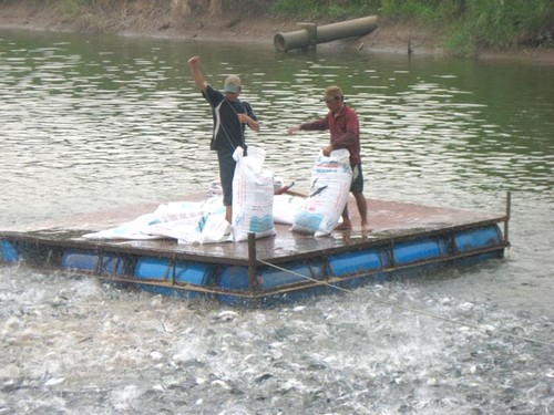 Vietnamese businesses strictly control Tra, Basa fish farming - ảnh 1