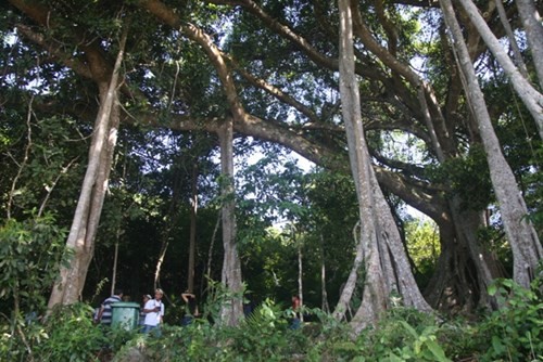Ancient banyan in Binh Dinh named Heritage Tree - ảnh 1