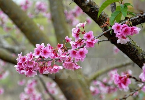 Ha Long cherry blossom festival 2016 to open  - ảnh 1
