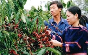 越南咖啡日即将在胡志明市举行 - ảnh 1
