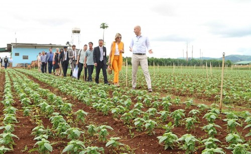 越南与荷兰可持续农业与粮食安全会谈 - ảnh 1