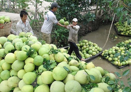 美国对越南柚子产品开放市场 - ảnh 1