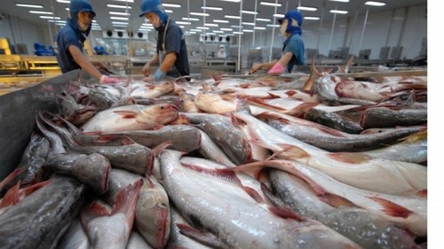 越南查鱼征服了140多个市场 - ảnh 1