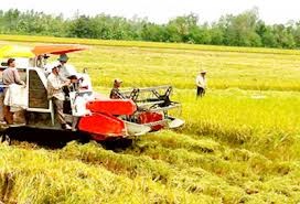 Verkauf von Anteil - Neues Modell zur Förderung der Position der Bauern im Mekong Delta - ảnh 1