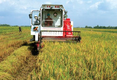 Anwendung der Technologie in der landwirtschaftlichen Produktion in Ho Chi Minh Stadt - ảnh 1