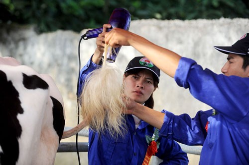 Schönheitswettbewerb der Kühe in Moc Chau - ảnh 4