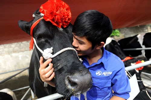 Schönheitswettbewerb der Kühe in Moc Chau - ảnh 5