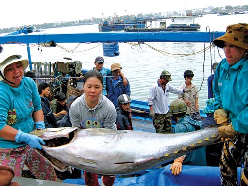 Thunfisch-Fang in Vietnam - ảnh 1