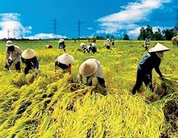 Moderne Genossenschaften schaffen neue Impulse für Landwirtschaftsentwicklung - ảnh 1