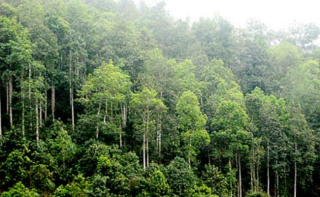 Bauern in Yen Bai verbessern ihr Einkommen durch den Waldbau  - ảnh 1