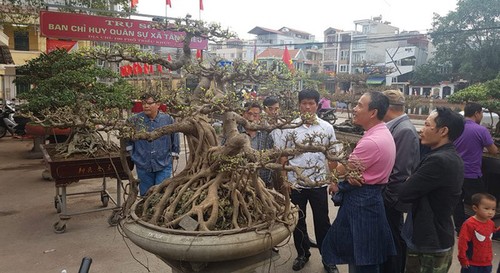 Dorf Trieu Khuc will zum Zierpflanzenzentrum der Hauptstadt Hanoi werden - ảnh 1
