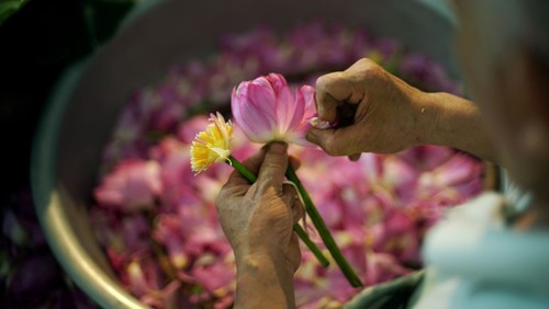 Aroma von Lotusblüten im Tee - ảnh 13