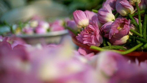 Aroma von Lotusblüten im Tee - ảnh 18