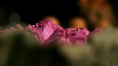 Aroma von Lotusblüten im Tee - ảnh 29
