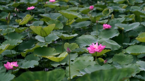 Aroma von Lotusblüten im Tee - ảnh 6
