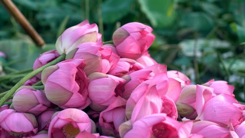 Aroma von Lotusblüten im Tee - ảnh 8