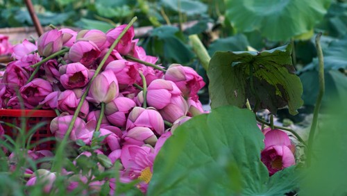 Aroma von Lotusblüten im Tee - ảnh 9