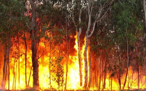 Australien: Gründung der Behörde zur Belebung der Waldbrände - ảnh 1