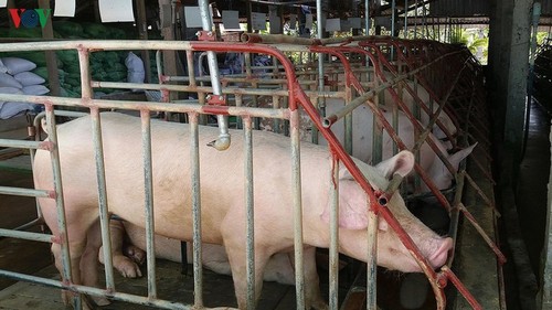 Einige Unternehmen senken Preis von Schweinefleisch - ảnh 1