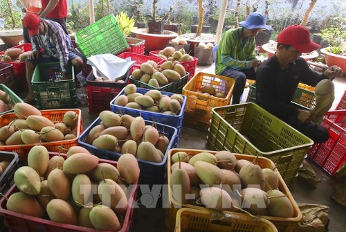 Unternehmen von Obst und Gemüse profitieren von Vorteilen aus dem Freihandelsabkommen - ảnh 1