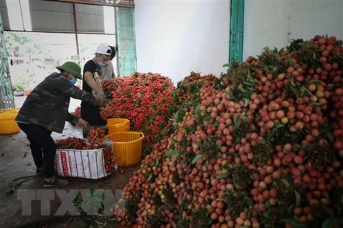 Unternehmern und Händlern aus China den Kauf von Litschi in Bac Giang erleichtern - ảnh 1